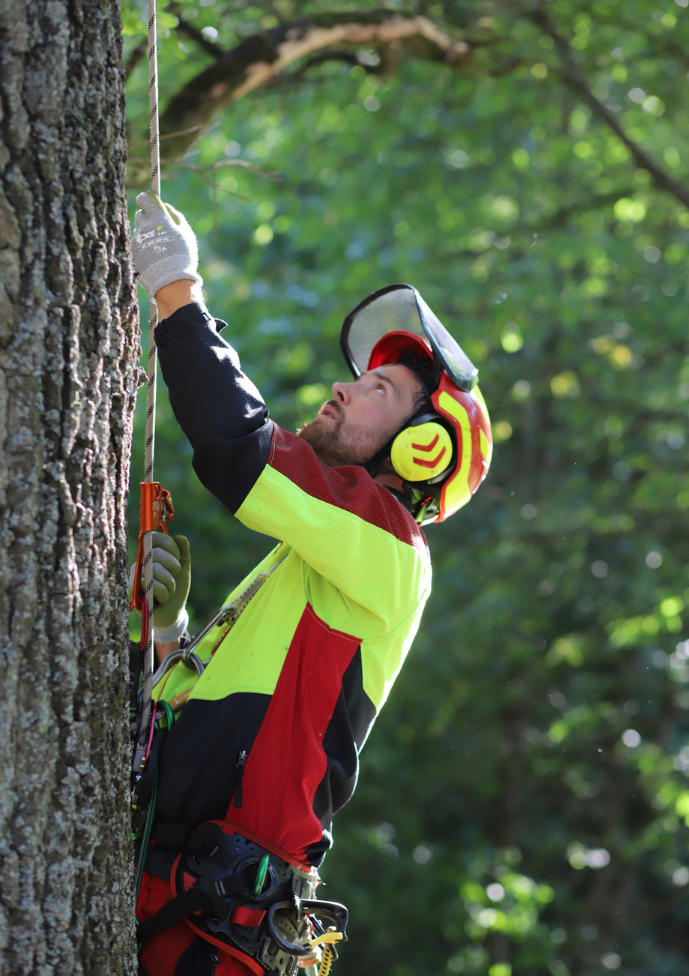 Arborista při výškové práci